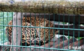 Wildkatzengehege