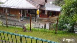 Känguru
