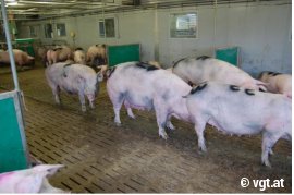 Schweine auf Gummimatten