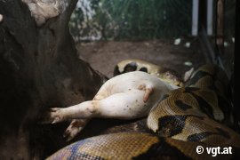 Python isst Schwein
