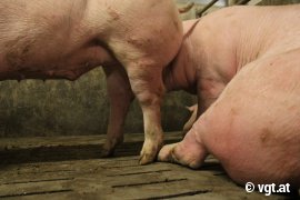 Schweine auf Vollspaltenboden