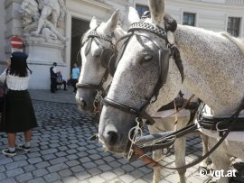 Fiakerpferde am Michaelerplatz