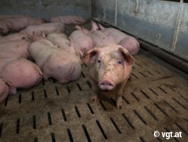 Schweine auf Vollspaltenboden