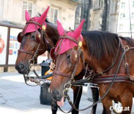 Fiakerpferde in Wien