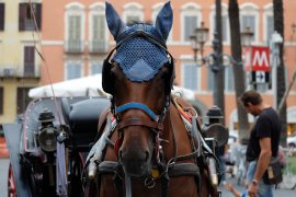 Fiakerpferd in Rom