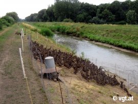 Enten in Abzäunung am Bach