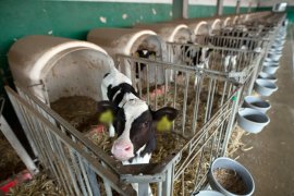 calf1