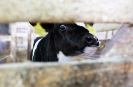 calf3