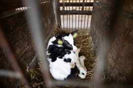 calf4