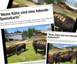Collage Kuh-Fotos
