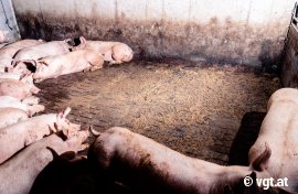 Schweine auf Vollspaltenboden im Kot