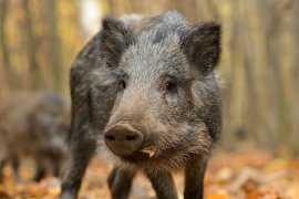 Wildschwein