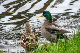 Enten an einem Fluss