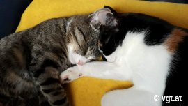 katze