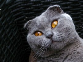 faltohrkatze