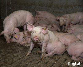 Mastscheine auf Vollspaltenboden