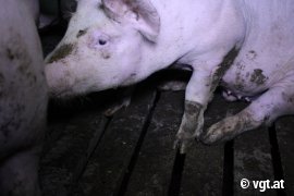Schweine auf Vollspaltenboden 