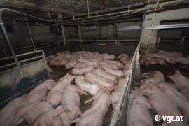 Schweine auf Vollspaltenboden