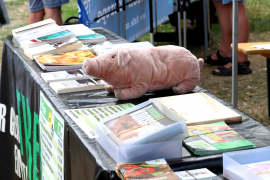 schweinchen