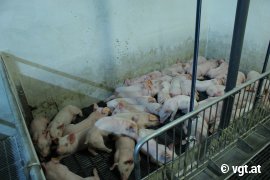 Ferkel Vollspaltenboden