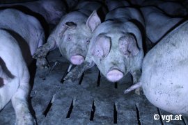 Schweine auf Vollspaltenboden 2