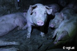 Schweine auf Vollspaltenboden 3