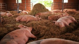 Schweine im Stroh