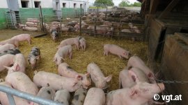 Schweine im Außenbereich