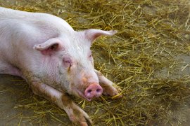 Schwein mit Stroh