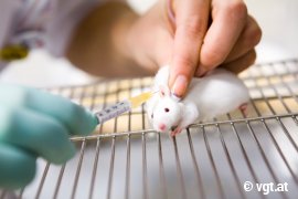 Maus wird auf einem Gitterkäfig imt Spritze injiziert