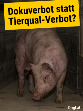 Gequältes Schwein