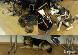 Hunde im Vortragssaal