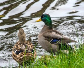 Entenpärchen an einem Bach