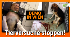 Tiere, die in Versuchen gequält werden.