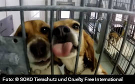 Hunde in Zwinger