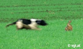 Hund jagt Feldhasen