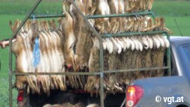 Tote Feldhasen hängen an einem Gestell