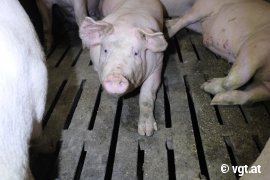 Schweine auf Vollspaltenboden