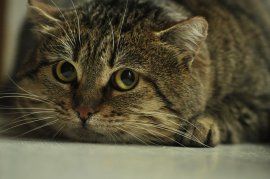 verängstigte Katze