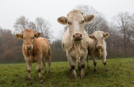 Kühe auf der Weide