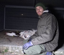 Aktivist sitzt bei totem Kalb