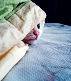 Katze unter der Decke