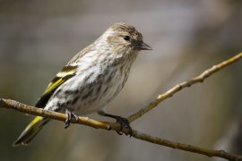 Vogel