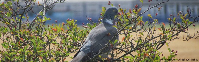 Wildtiere in der Stadt