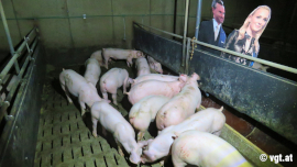 Foto von Schweinestall mit FPÖ-Pappfiguren