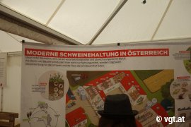 Foto Schweinehaltung