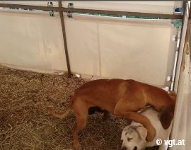 Hunde in Box