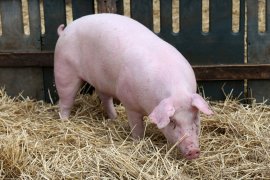 Schwein mit Stroh