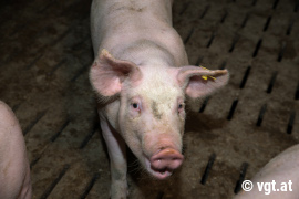 Schweine auf Vollspaltenboden