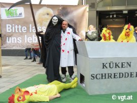 Kücken Schredder Aktion